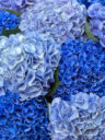 Hortensias Bleus - Image 3