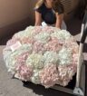 Cloud of Hydrangeas